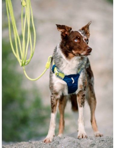 Longe en corde recyclée pour chien - Lime - Woolly Wolf basket pas cher